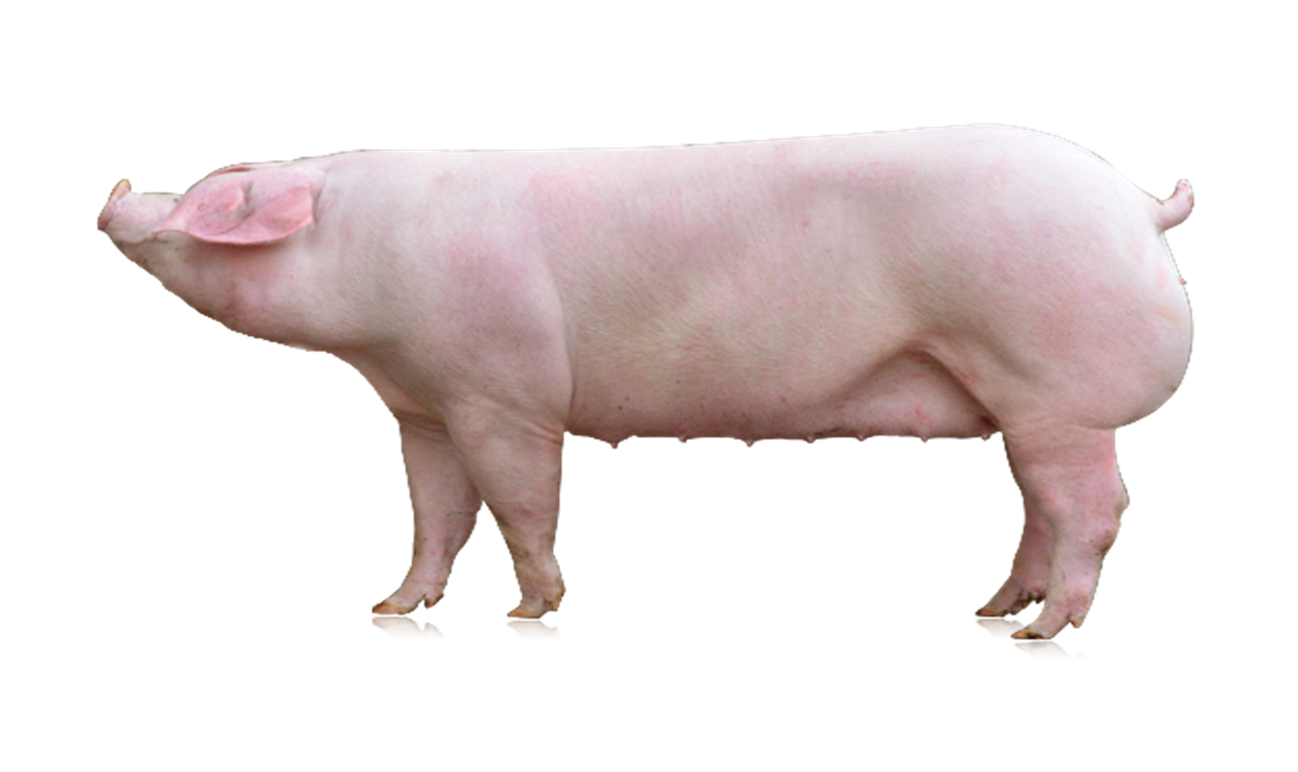 提高初产母猪繁殖力的措施 - 母仔猪管理 _猪易论坛