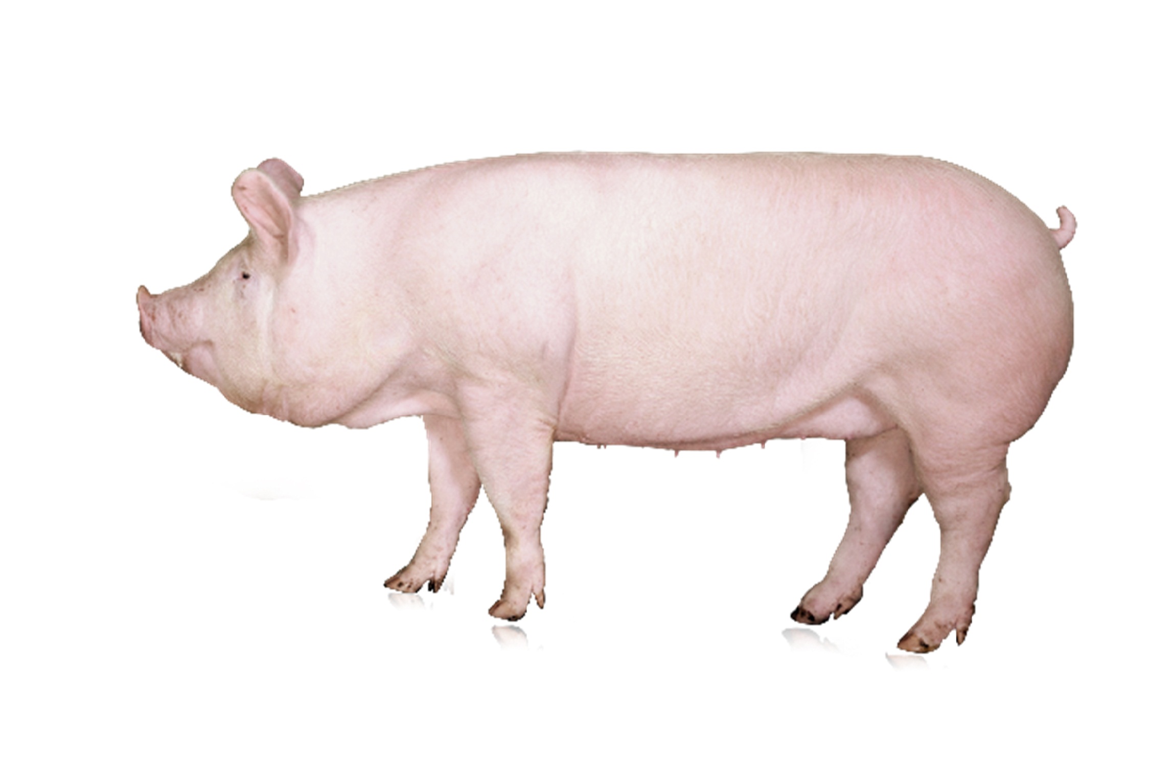 20230718-猪肉的各个部位名称 | TeX_baitu blog