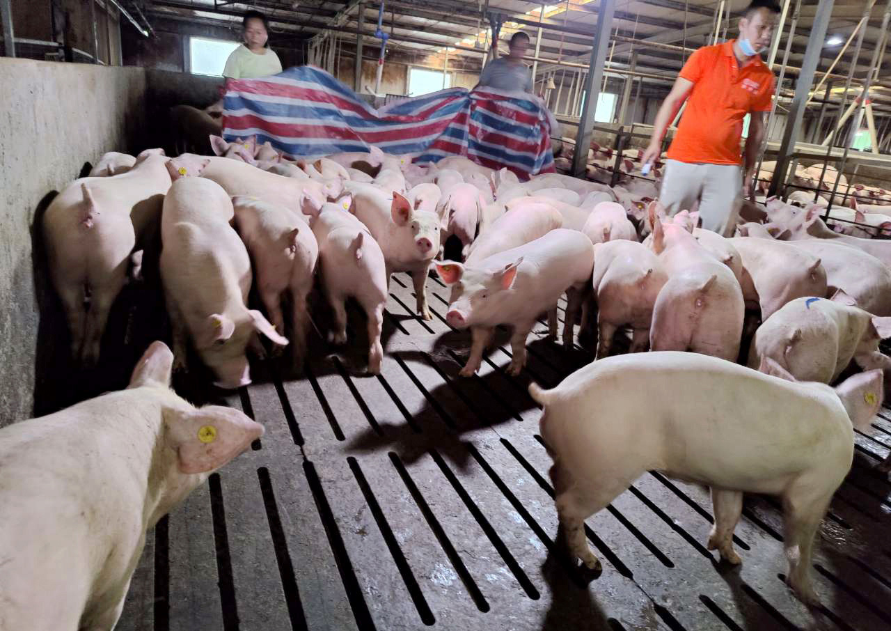 2400头丹麦原种猪顺利进驻固镇县_固镇县人民政府