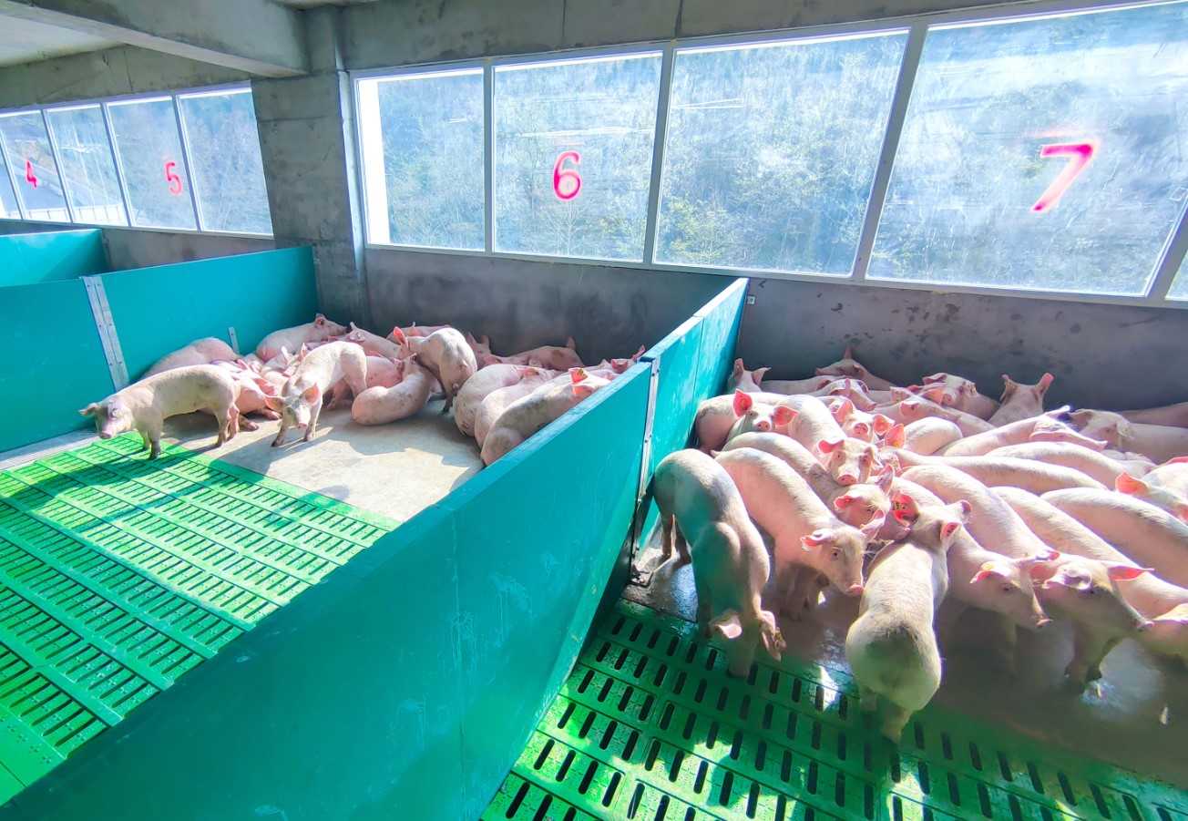 天兆猪业发布余式猪场4.0版 突出环保与成本优势